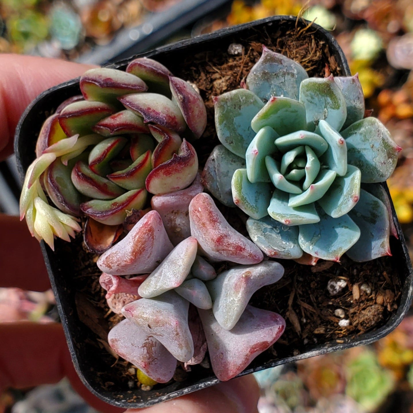Echeveria Mix (Blue, Pink, Red & Green)
